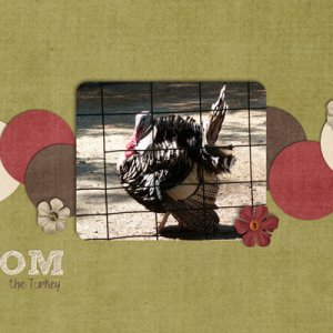 Tom the Turkey