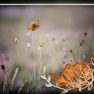 The Butterfly