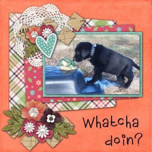 Whatcha doin?