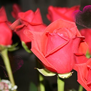 February FB header