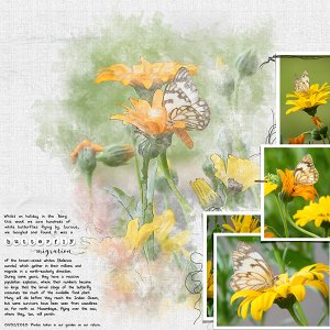 Butterfly Migration
