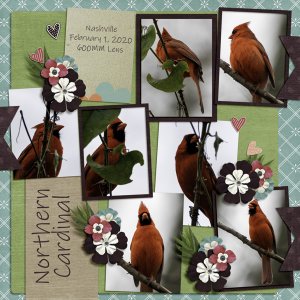Cardinal