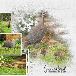 Guineafowl in our Garden