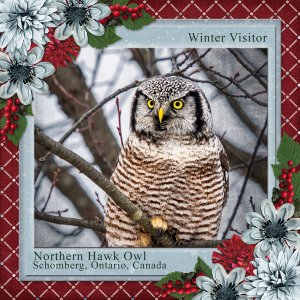 Winter Visitor