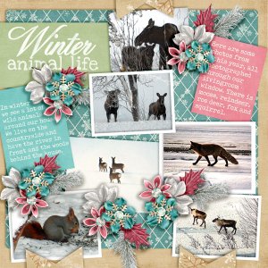 Winter-animal-life