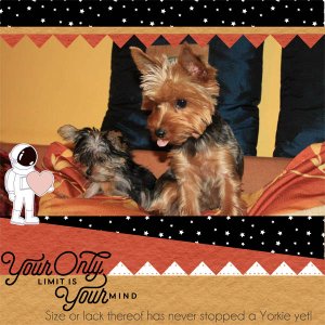 Limitless Yorkies