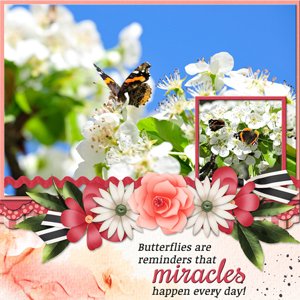 Butterflies are reminders that miracles happen every day!