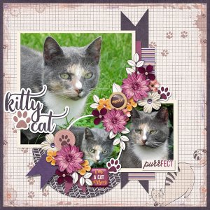 Kitty cat