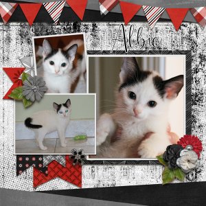 Template Bundle Feb 2020 - Love Birds