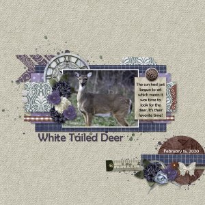 Deer