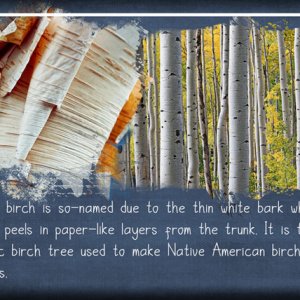 ATC 2020-027 Paper Birch