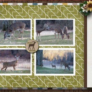 Wildlife Watching