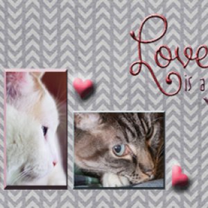 Love Is A Four Legged Word