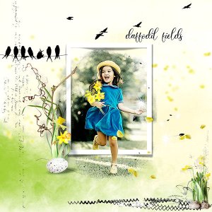 Daffodil fields