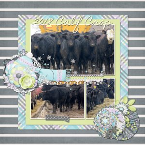 Calf Crop