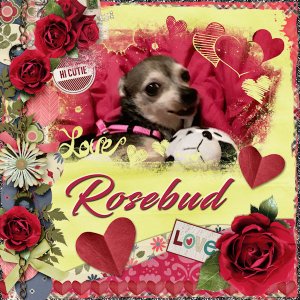 Rosebud Love