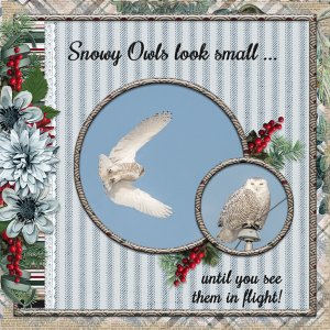 Snowy owls look small ... until you see them in flight!