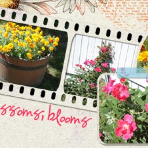 blossoms, blooms
