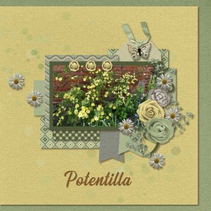 Potentilla