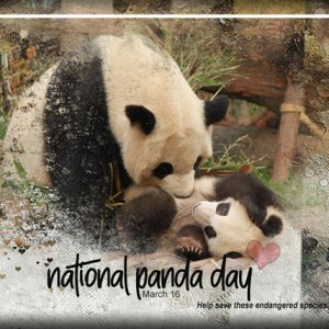 ATC 2020-036 National Panda Day