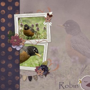 Robin