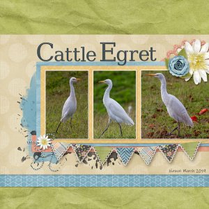 Cattle Egret - Speed Scrap