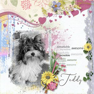 Teddy