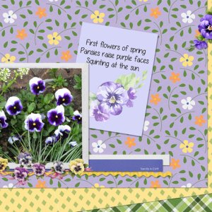 Pansies