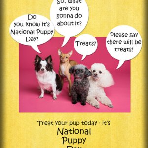 ATC 2020-040 National Puppy Day