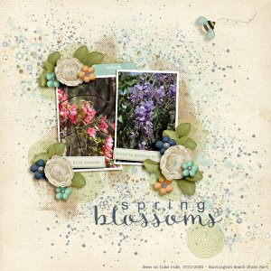 Spring Blossoms
