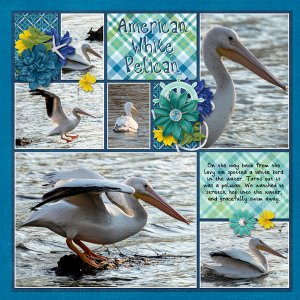RF Album - Pelican