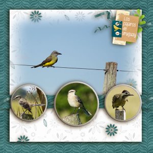 Birds of Uruguay