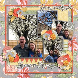 Spring 2020 Bradford Pear Trees in OK