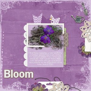 Bloom
