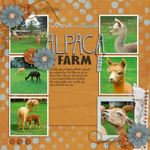 Alpaca Farm