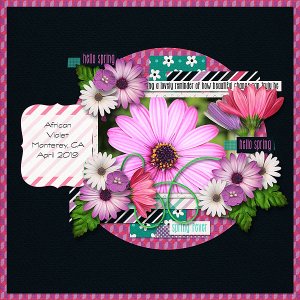 African Daisy
