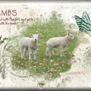 ATC 2020-056 Lambs