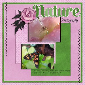 Nature Photography