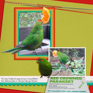 Survivor 2 - Knife Skills - Red Crowned Parakeet