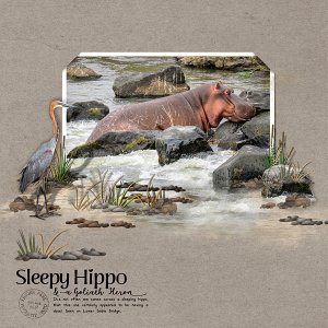 Sleepy Hippo + a Goliath Heron