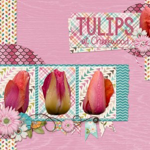 Week 3 - Tulips