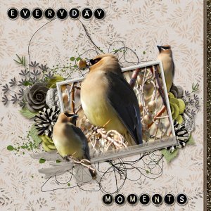 Cedar_Waxwing_small