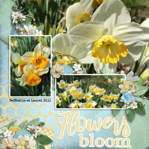 Flowers Bloom