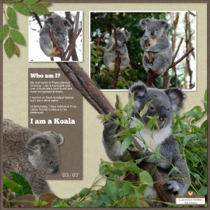 GSSS Wk3: Koalas