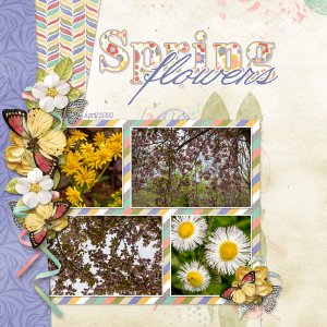 Spring Flowers