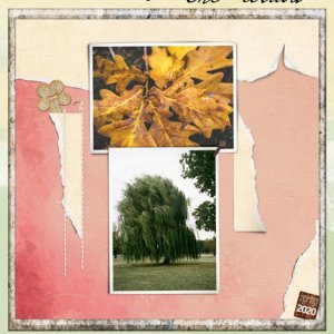 The Oak and The Willow