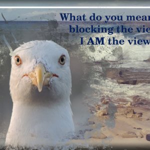 The View