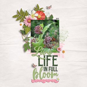 Live Life in Full Bloom