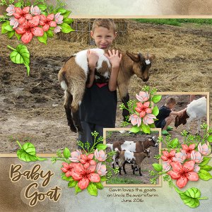 Baby Goat