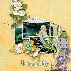 Honeysuckle